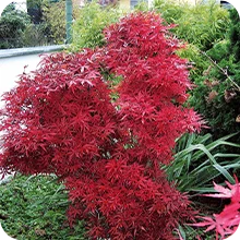 Erable du Japon Shaina