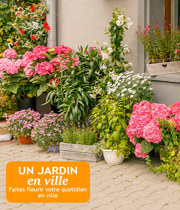 Focus : Un jardin en ville