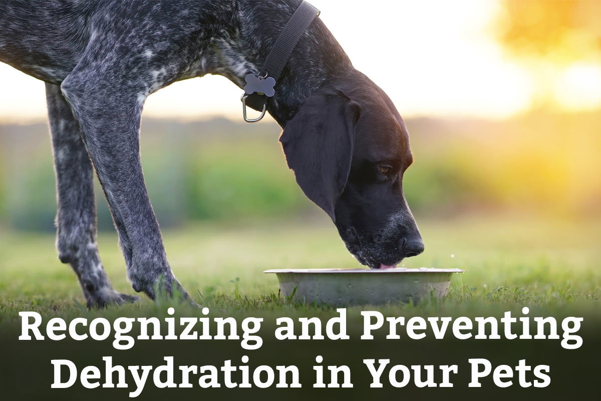 Recognizing and Preventing Dehydration in Your Pets - Learn More