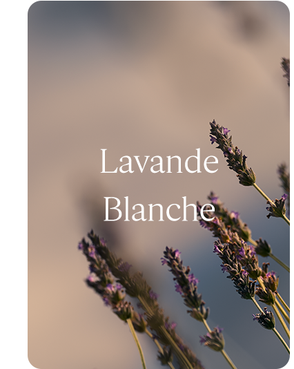 Lavande blanche