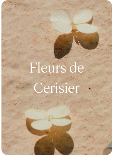 Fleurs de Cerisier