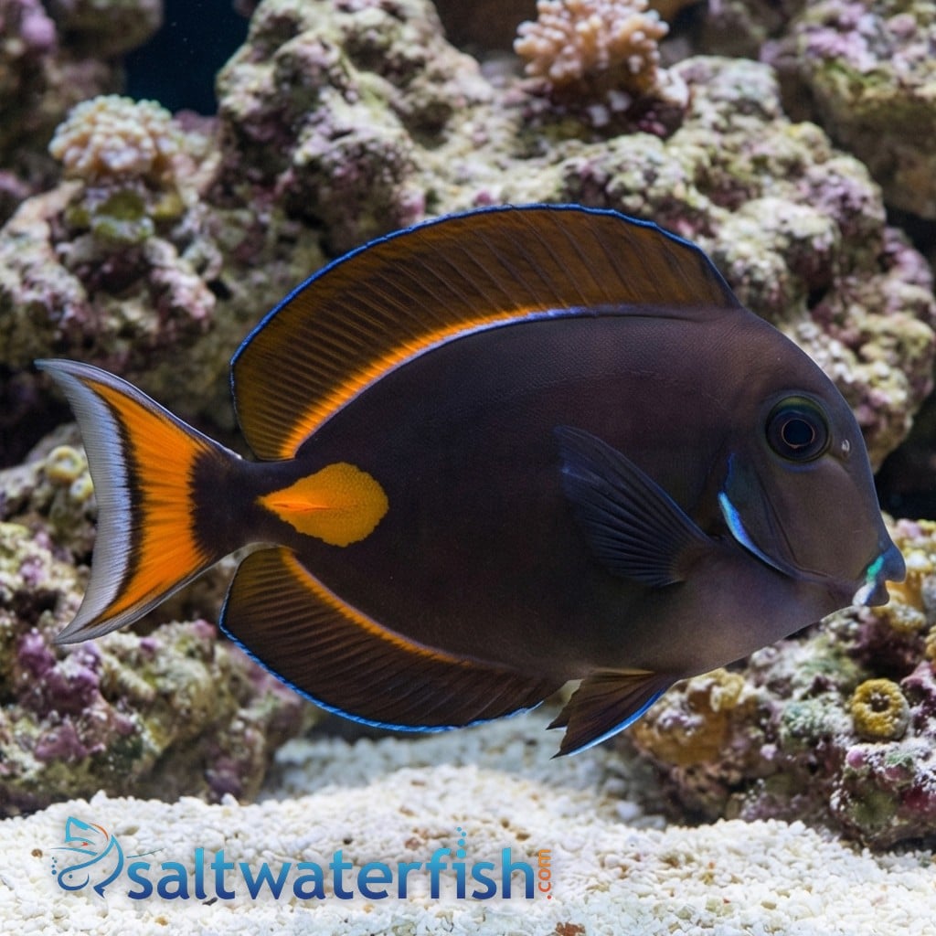 Achilles Tang: Juvenile