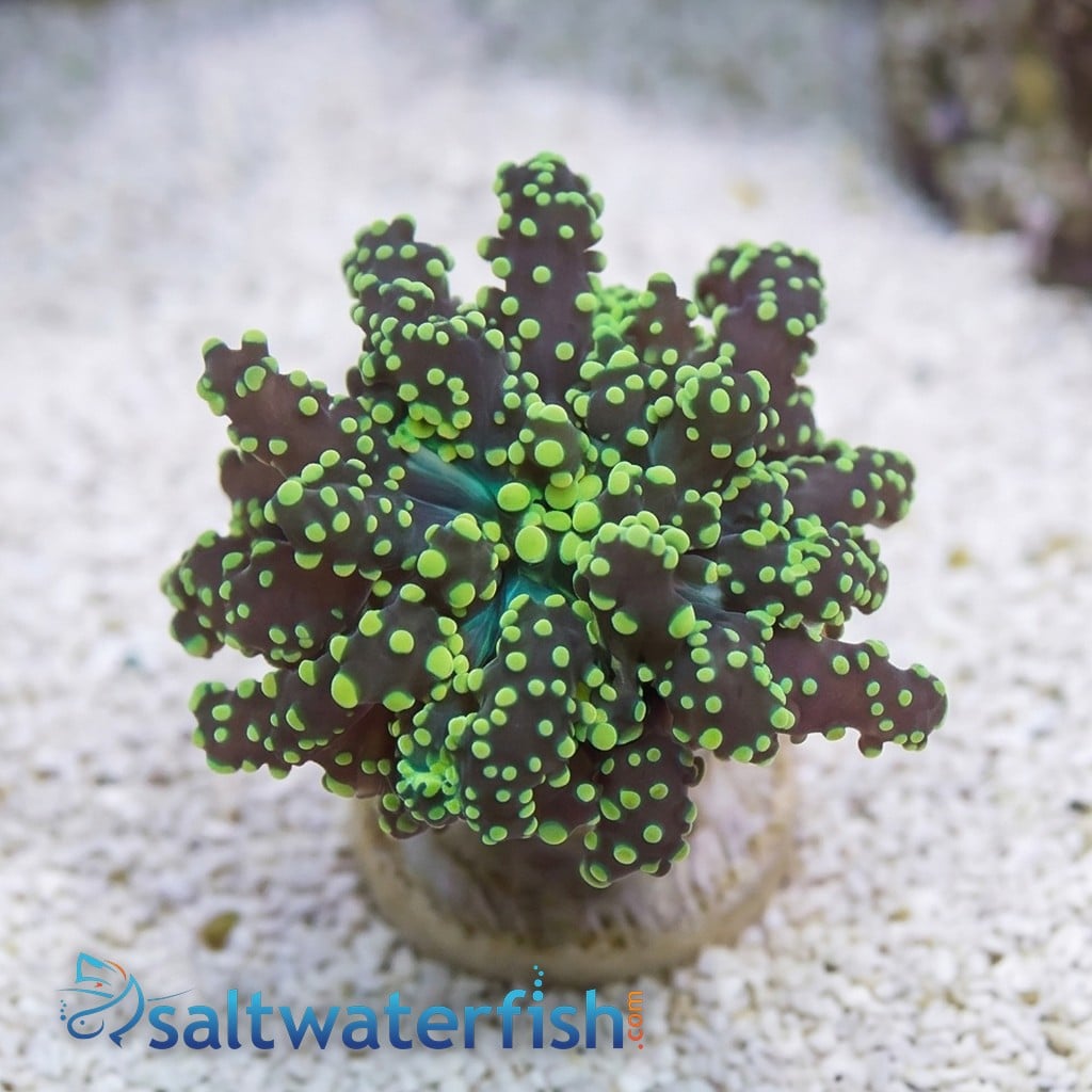 Octospawn Branching: Neon Green