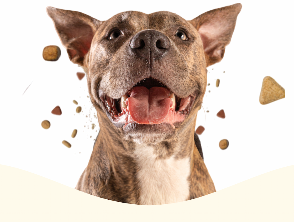 Dog with kibble bowl graphic 