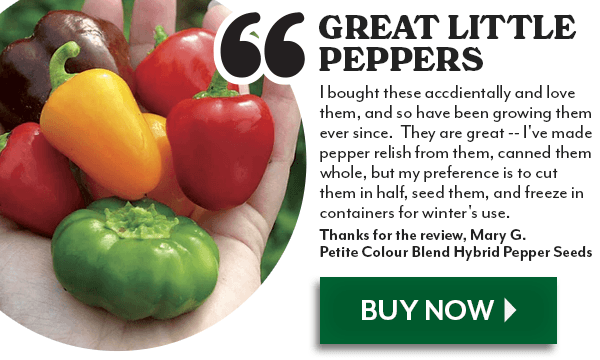Petite Colour Blend Hybrid Pepper Seeds