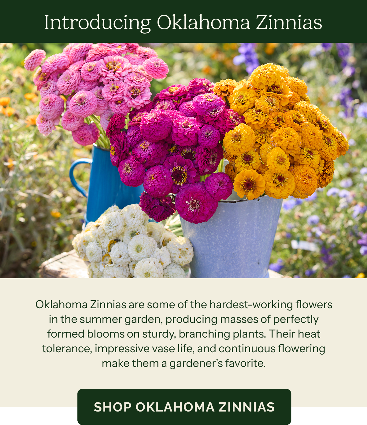 Introducing Oklahoma Zinnias – Oklahoma Zinnias are some of the hardest-working flowers in the summer garden, producing masses of perfectly formed blooms on sturdy, branching plants. Their heat tolerance, impressive vase life, and continuous flowering make them a gardener’s favorite. SHOP OKLAHOMA ZINNIAS