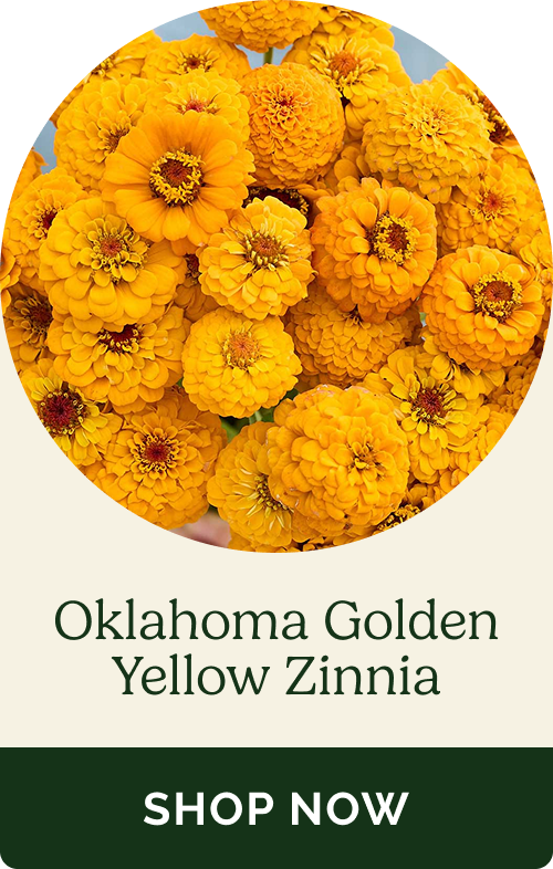Oklahoma Golden Yellow Zinnia