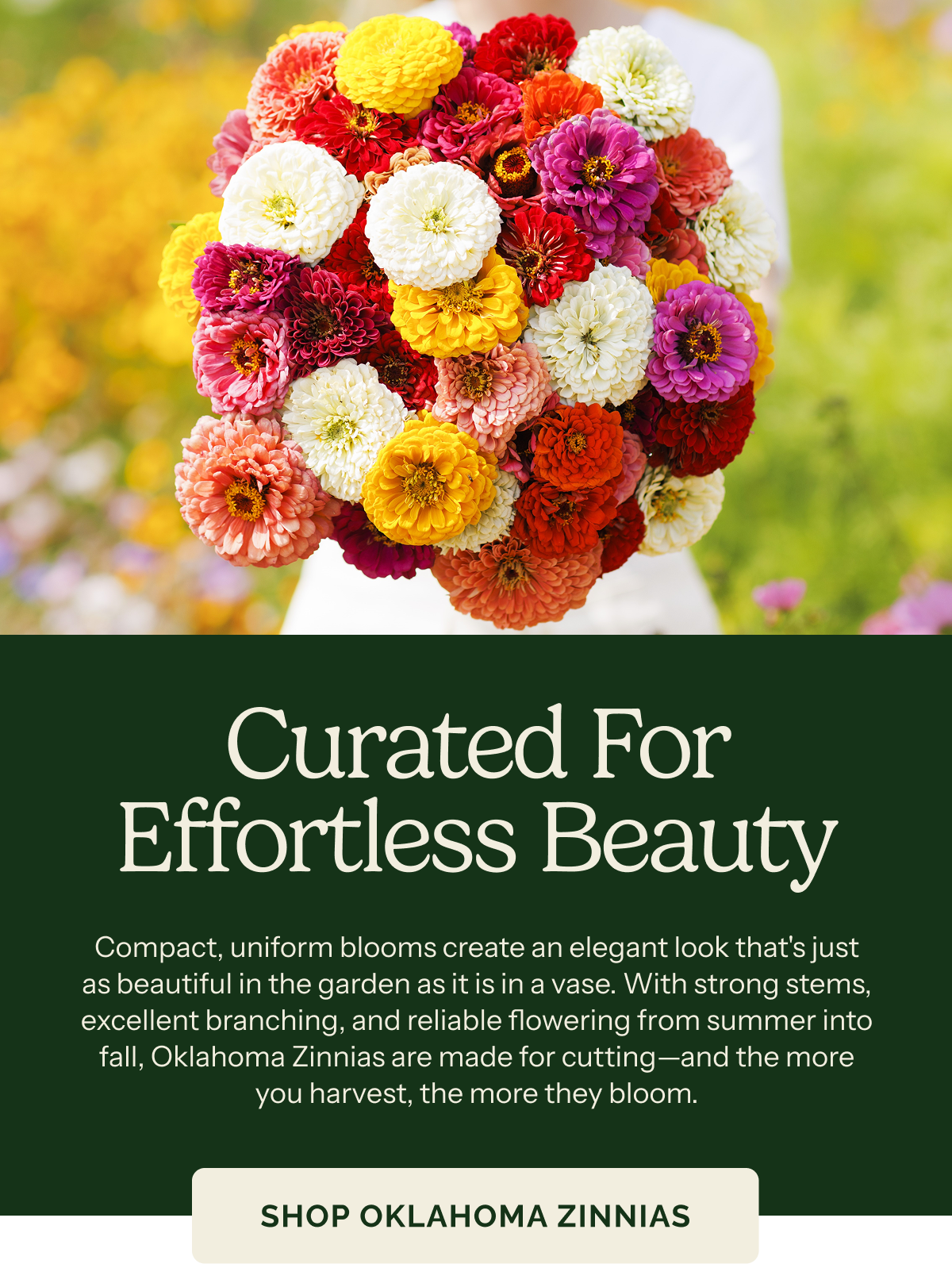 Curated for Effortless Beauty – Compact, uniform blooms create an elegant look that's just as beautiful in the garden as it is in a vase. With strong stems, excellent branching, and reliable flowering from summer into fall, Oklahoma Zinnias are made for cutting—and the more you harvest, the more they bloom. SHOP OKLAHOMA ZINNIAS