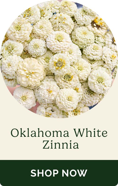 Oklahoma White Zinnia