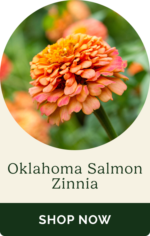 Oklahoma Salmon Zinnia