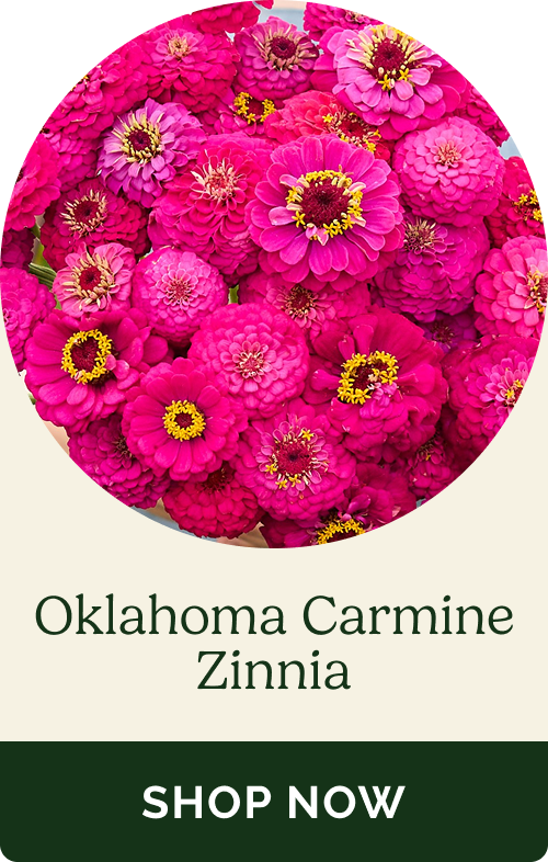 Oklahoma Carmine Zinnia