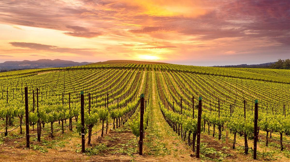 Napa Valley Wine Country Escape with Daily Breakfast, Dining Credit & Wine Tasting