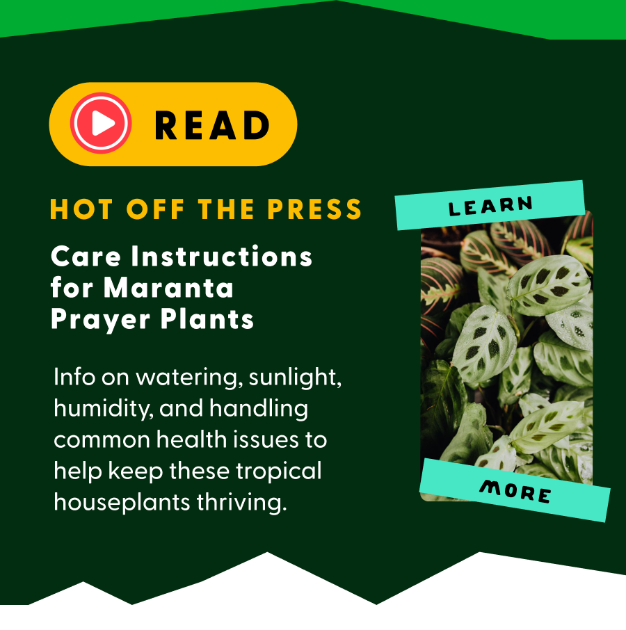 New blog alert! Care Guide for Marantas