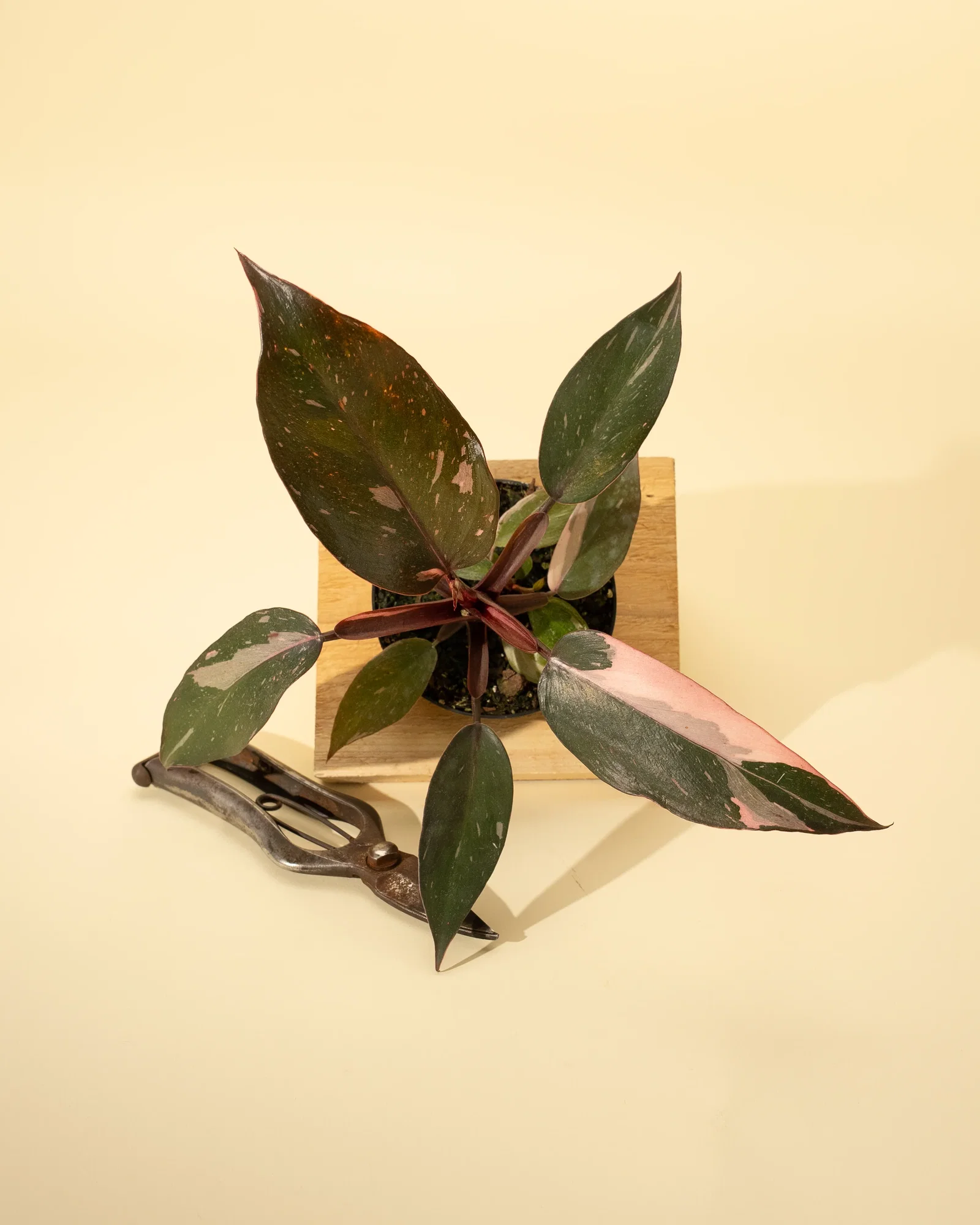 Image of 4