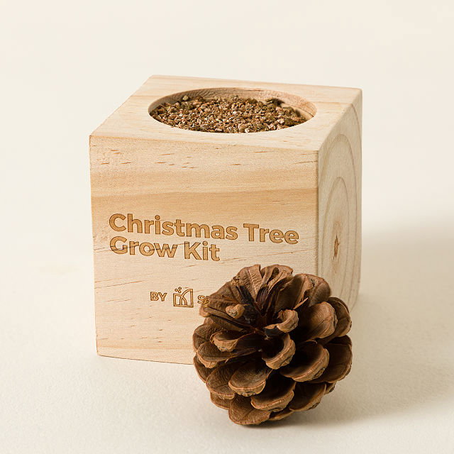 Mini Christmas Tree Grow Kit