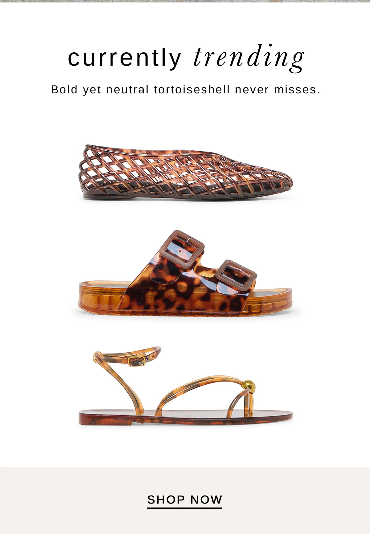 Currently trending - Shop Tortoise