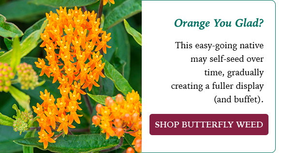 Butterfly Weed 