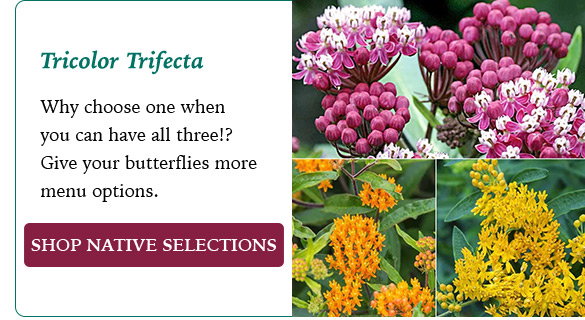 Native Milkweed Selections