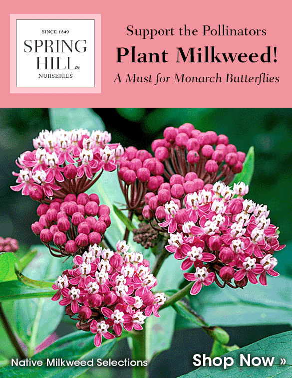 Got Milkweed?
