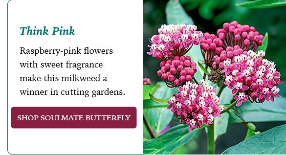 Soulmate Butterfly Flower 