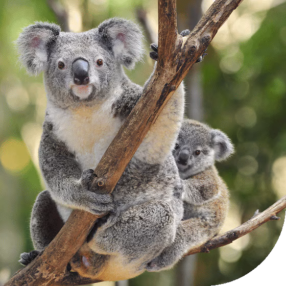 Koalas nestled in a tree.