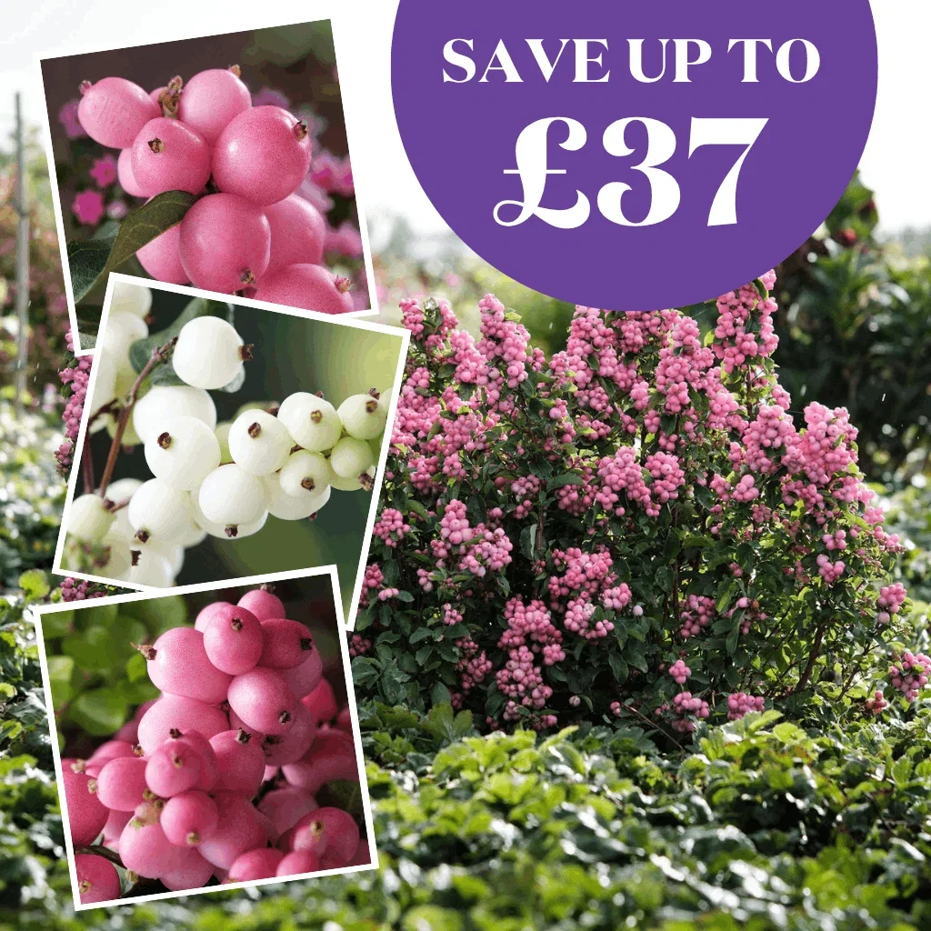Less Than 34p Per Plant + Free Delivery