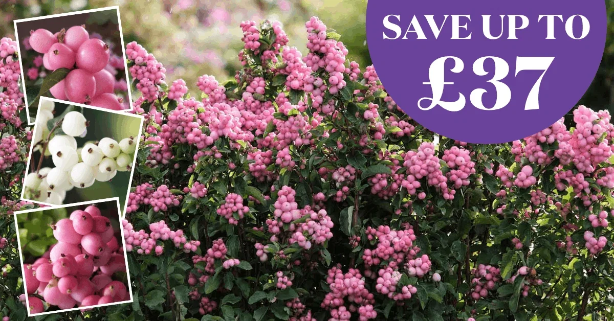 Less Than 34p Per Plant + Free Delivery