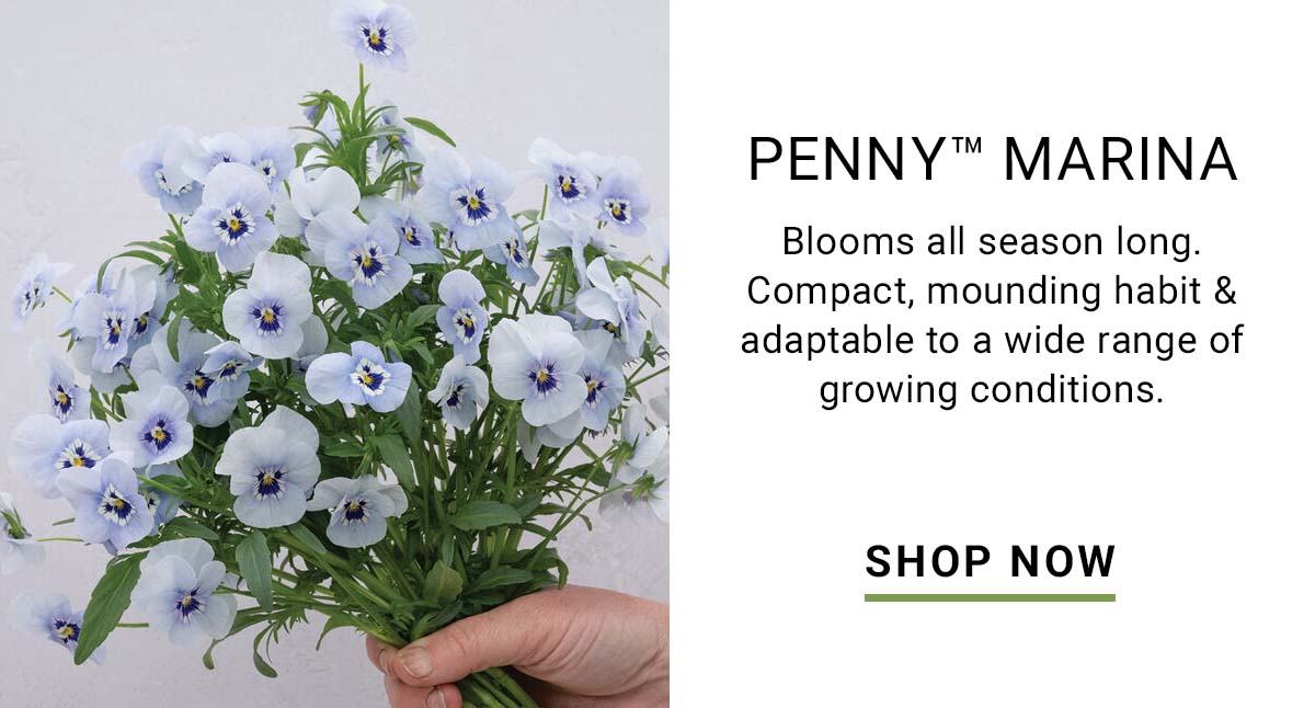 Penny™ Marina (F1) Viola Seed - Shop Now