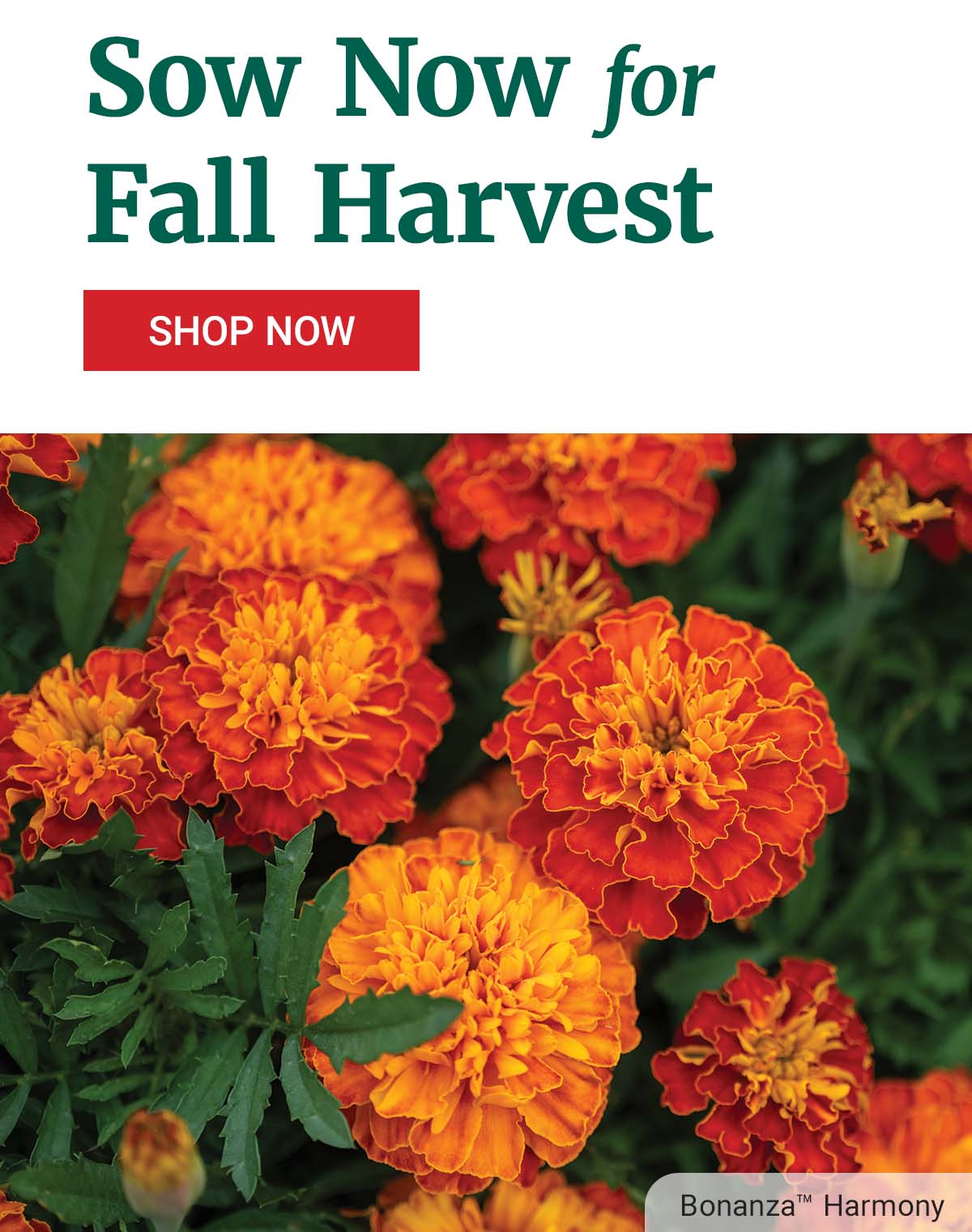Sow Now for Fall Harvest - Shop Now