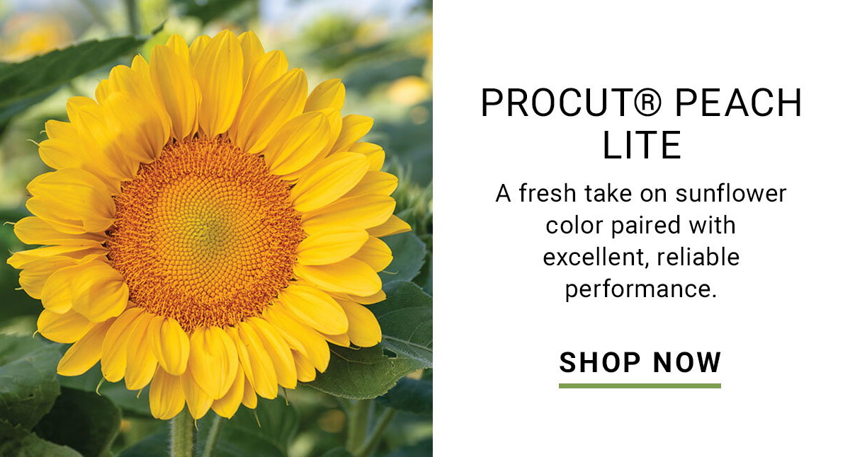 ProCut® Peach Lite (F1) Sunflower Seed - Shop Now