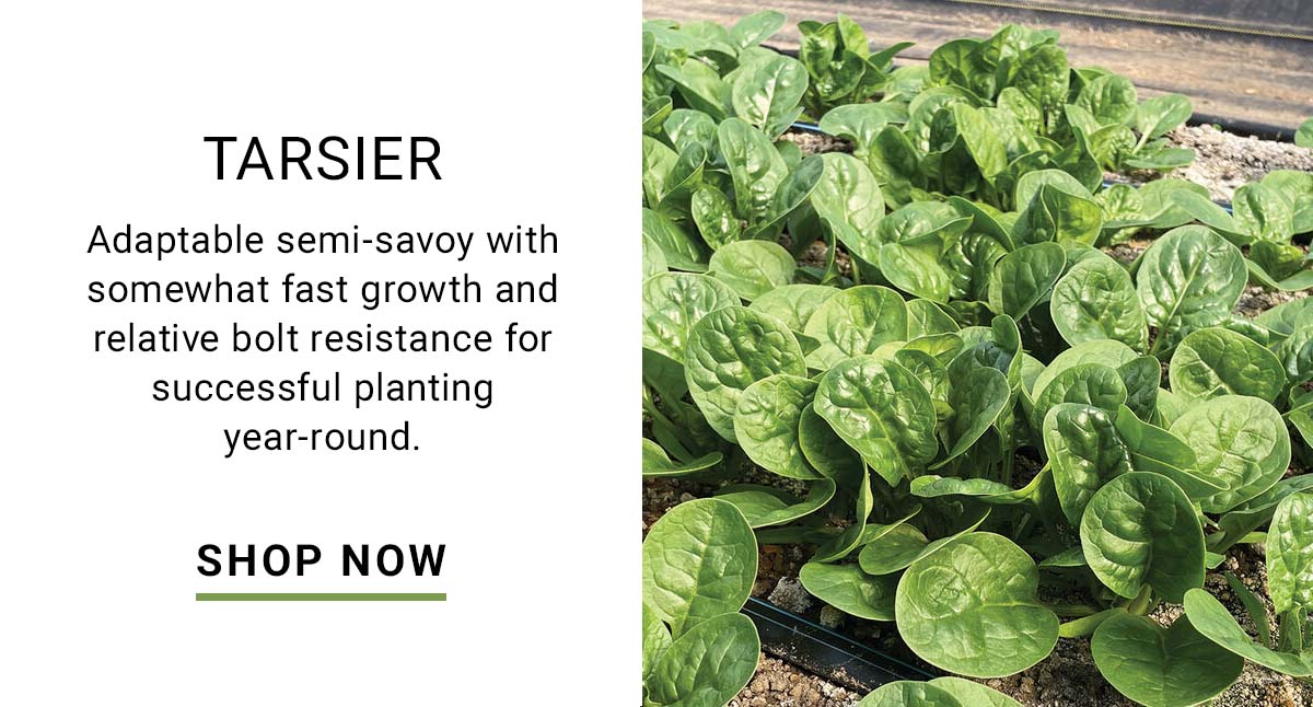Tarsier Spinach Seed - Shop Now
