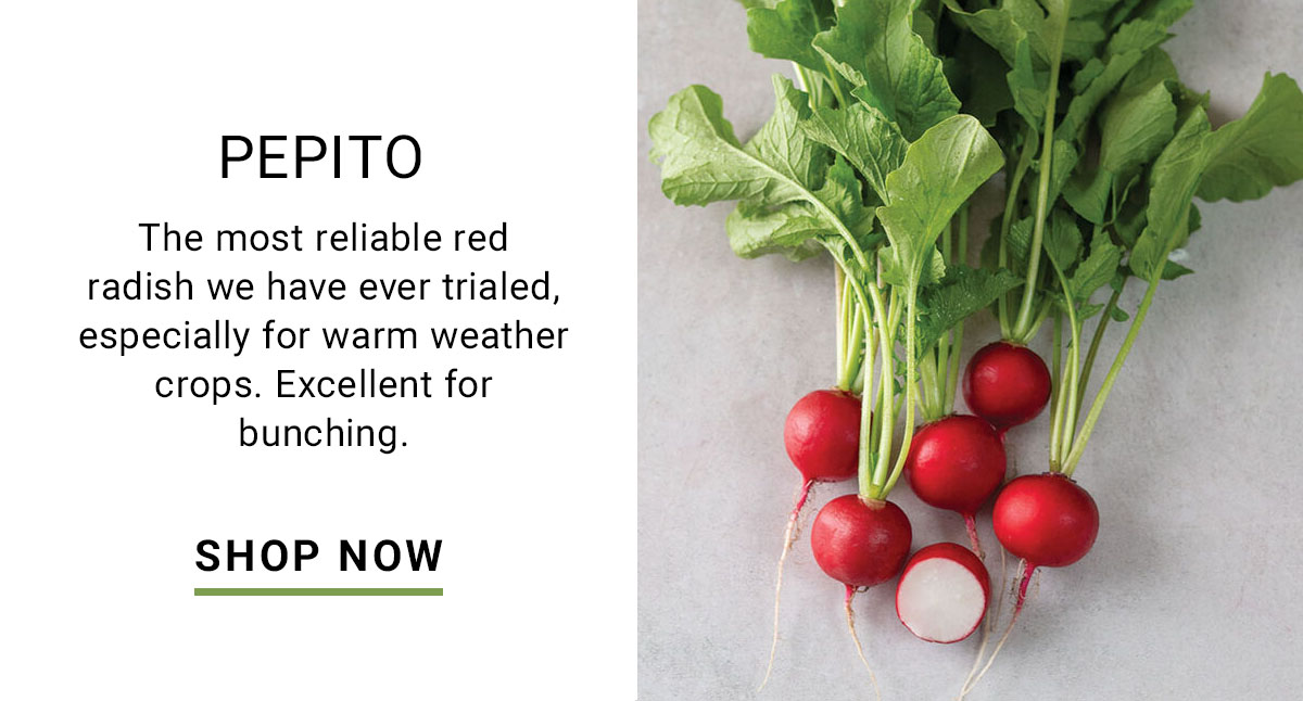 Pepito (F1) Radish Seed - Shop Now