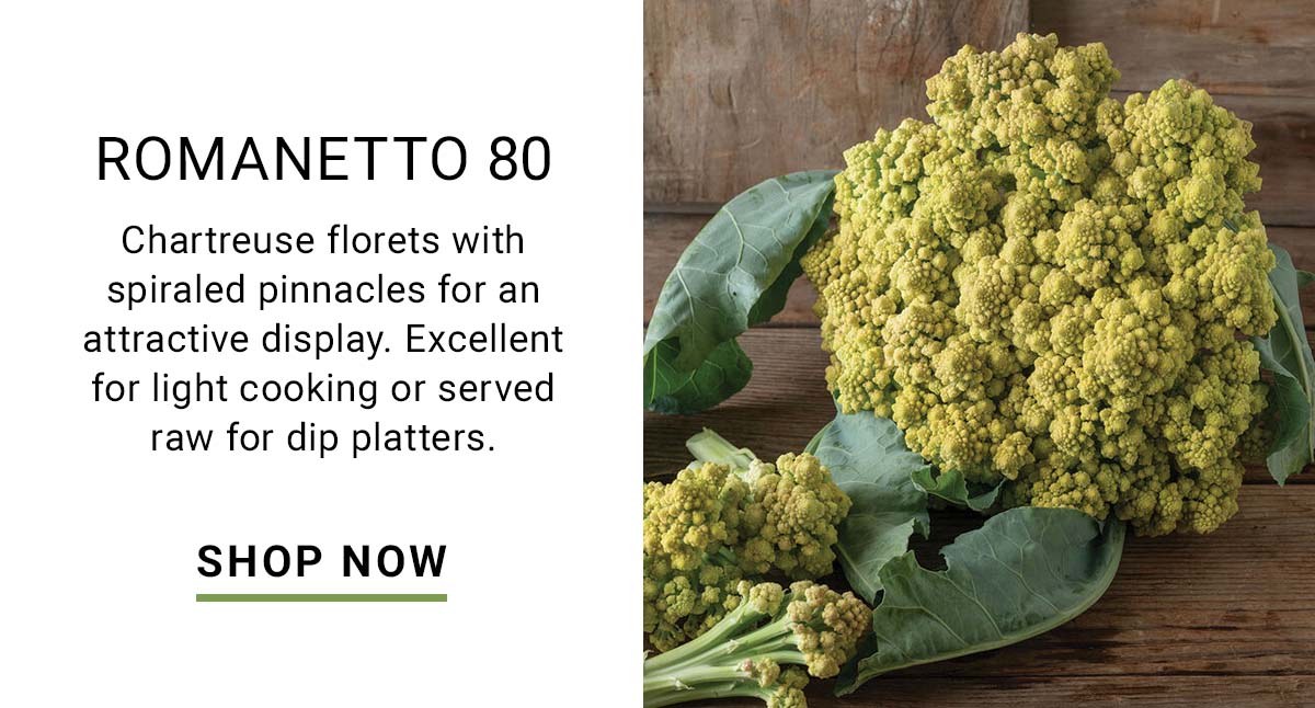Romanetto 80 (F1) Sprouting Cauliflower Seed - Shop Now