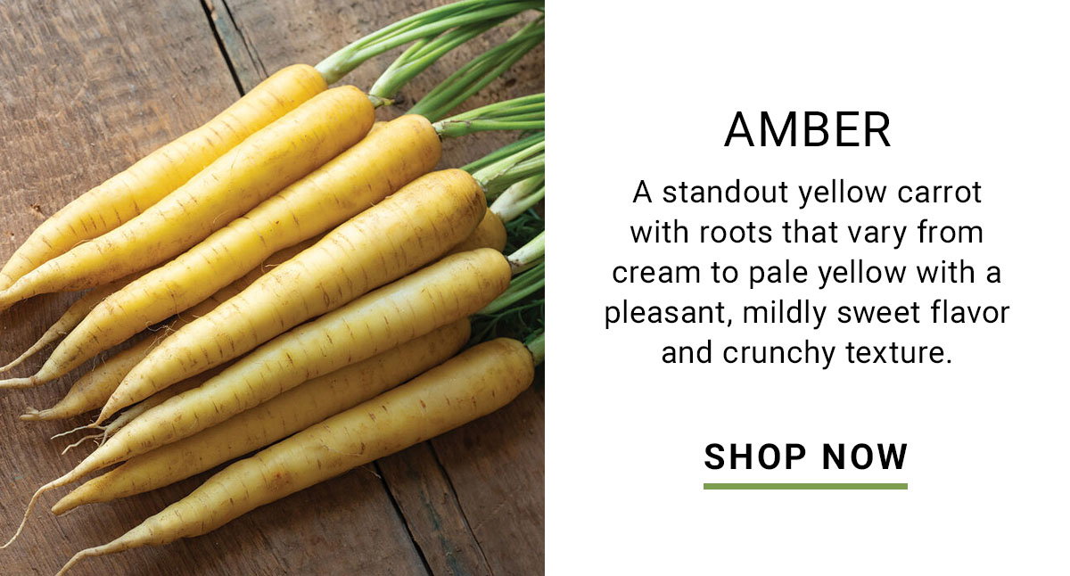 Amber (F1) Carrot Seed - Shop Now
