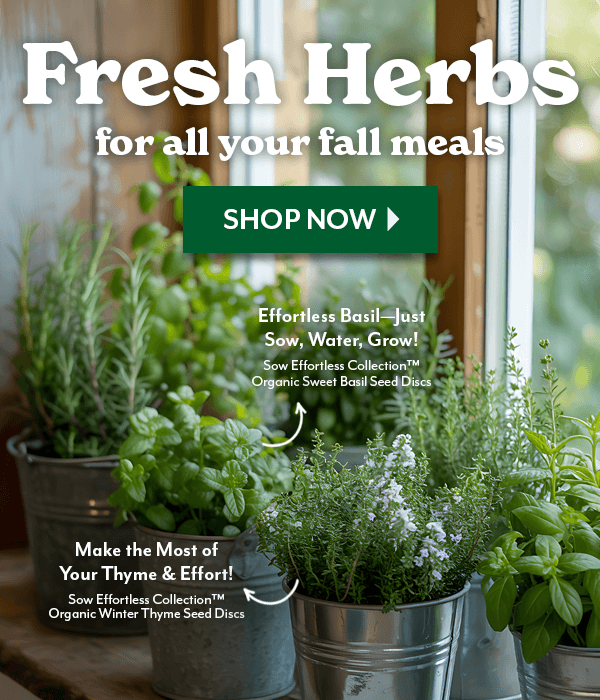 Fresh Herbs for all your fall meals