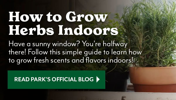 Grow herbs indoors