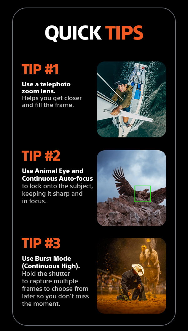 Quick Tips | Tip #1 - Use a telephoto zoom lens. Helps you get closer and fill the frame. Tip #2 - Use Animal Eye and Continuous Auto-focus to lock onto the subject, keeping it sharp and in focus. Tip #3 - Use Burst Mode (Continuous High). Hold the shutter to capture multiple frames to choose from later so you don't miss the moment.