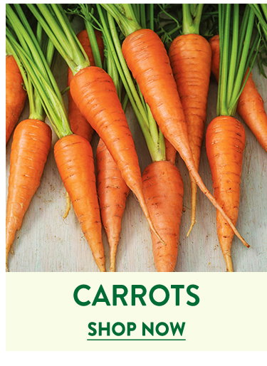 Carrot Seeds