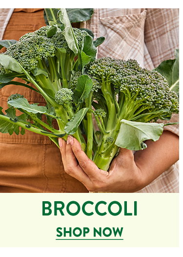 Broccoli Seeds & Plants