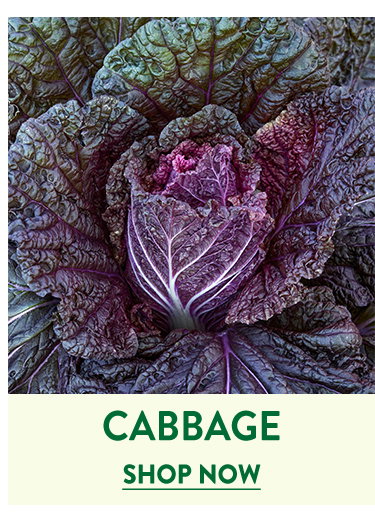 Cabbage Seeds & Plants