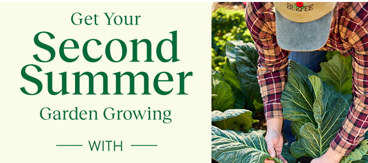 Fall Harvest Vegetable Seeds & Plants
