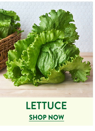 Lettuce Seeds