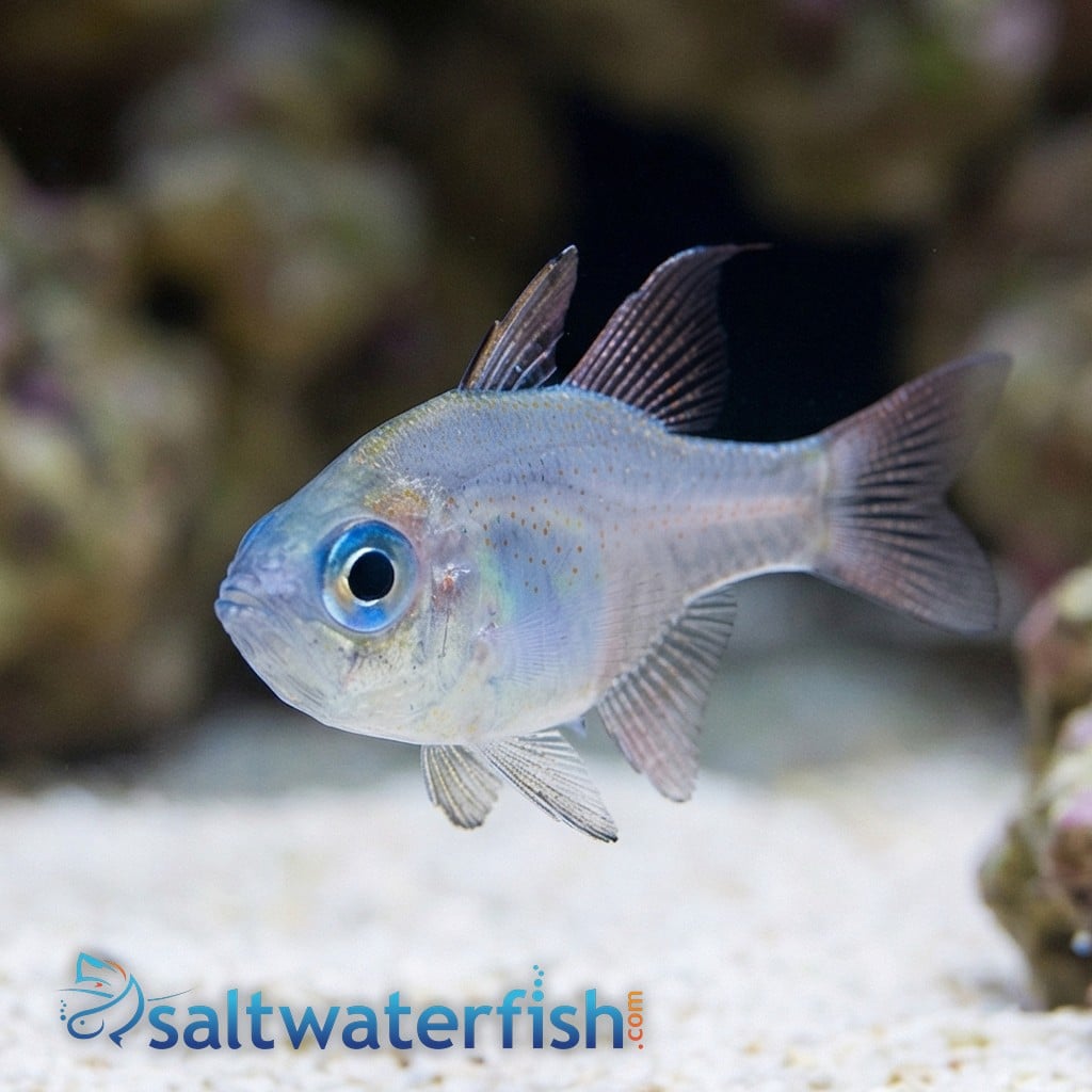 Threadfin Cardinal - South Pacific