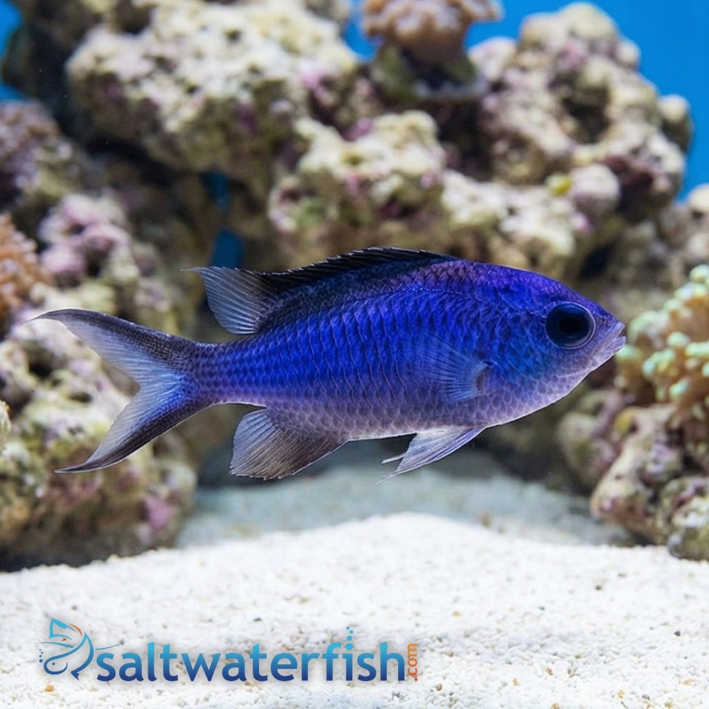 Blue Reef Chromis - Caribbean