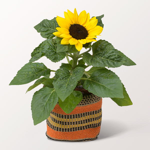 Strahlend wie der Sommer: Sonnenblume im Sisalkorb für 19,99 €