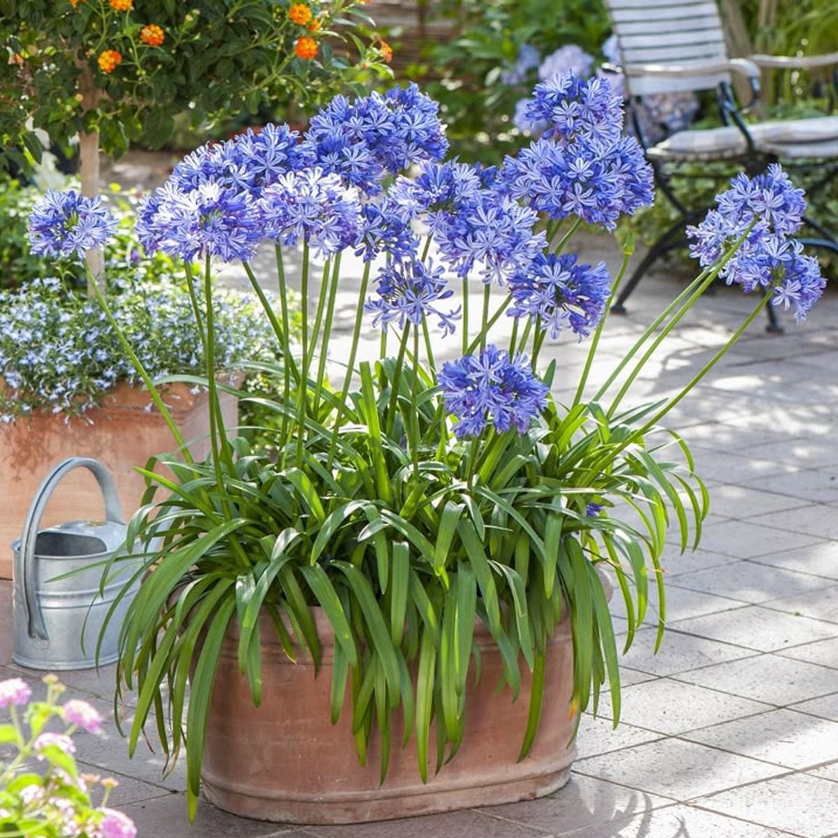 Agapanthus 'Crystal Blue' - In Bud & Bloom