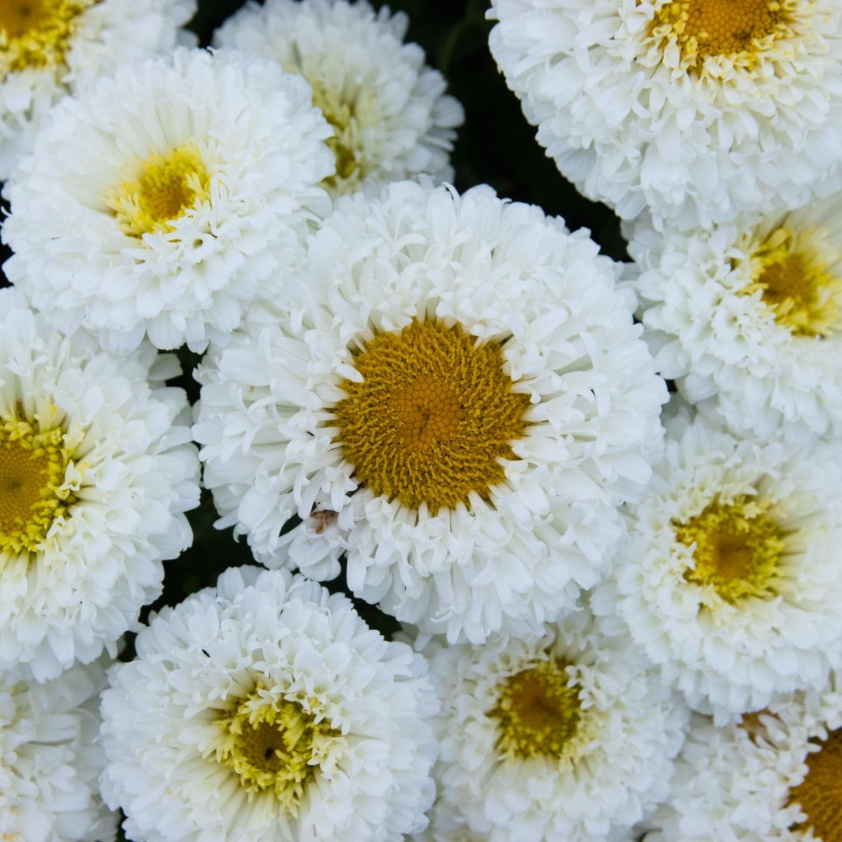 Giant Daisy in Bud & Bloom - Leucanthemum