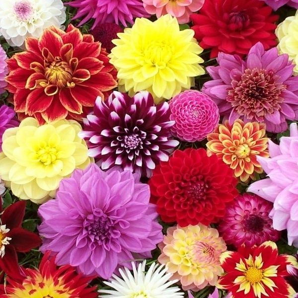 Premium Dahlia Collection - Pack of TEN