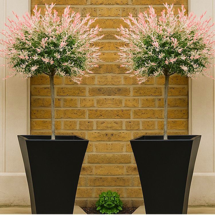 Pair of Standard 'Salix Flamingo'  Topiary Trees with Large Flared Decorative Planters