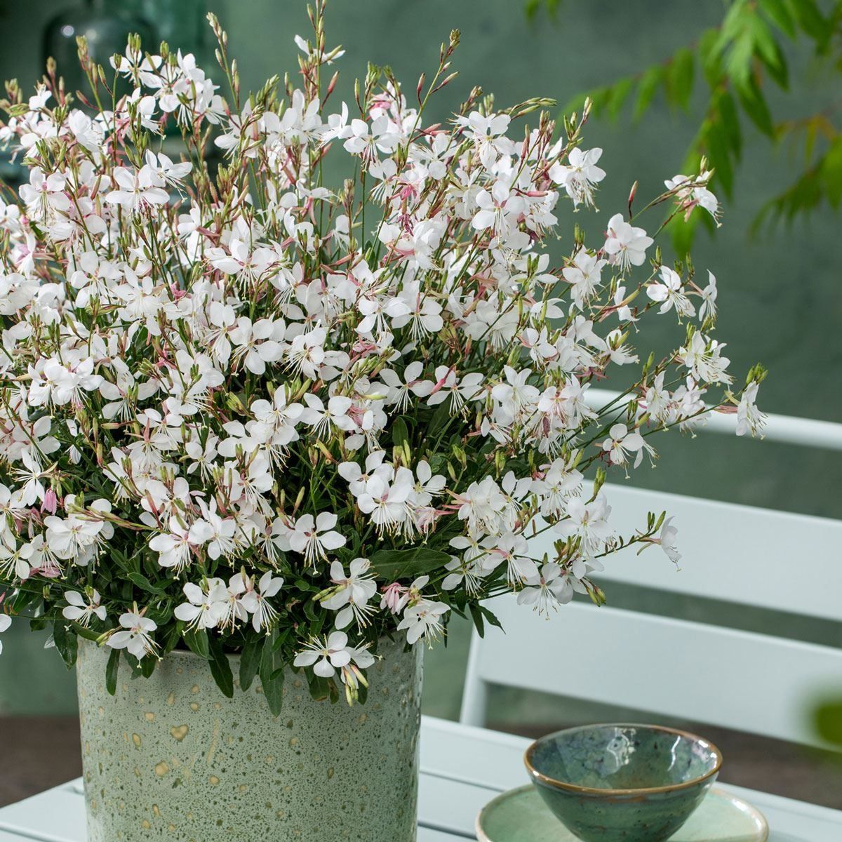 Gaura lindheimeri 'Gaudi White' - In Bud & Bloom